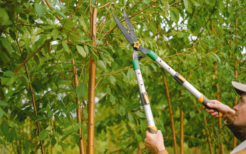 Tree trimming in Humacao, PR